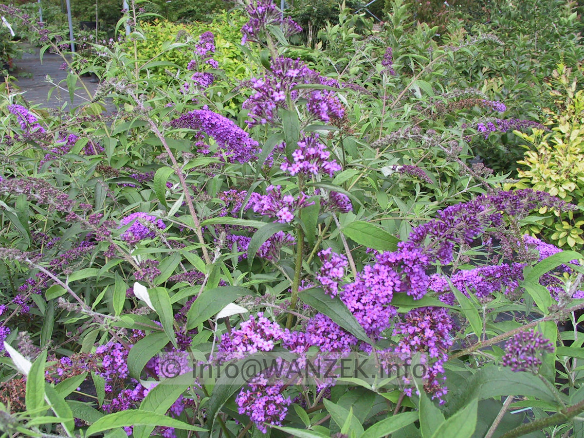 Buddleja Hybride Empire Blue 01.JPG